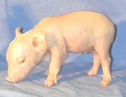Cloned Pig